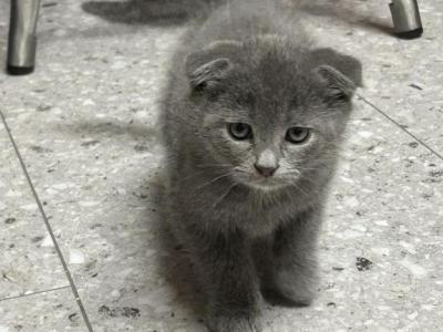 Sofia Scottish Fold X Seal Point Siamese - Scottish Fold - Gallery Photo #1