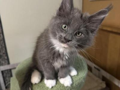 Gilbert - Maine Coon - Gallery Photo #1