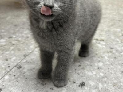 Bruce A Regal Scottish Fold X Seal Point Siamese - Scottish Fold - Gallery Photo #1