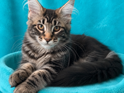 Boy V37 - Maine Coon - Gallery Photo #1