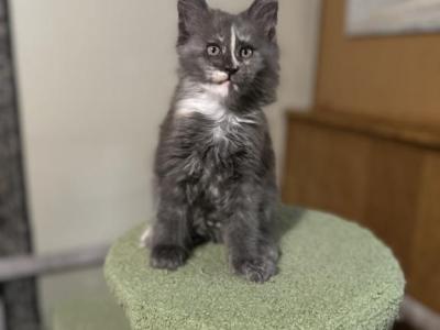 Giselle - Maine Coon - Gallery Photo #1
