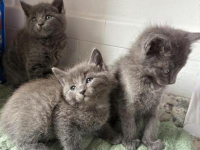 Rue - Russian Blue - Gallery Photo #1