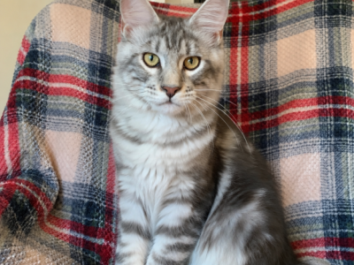 Boy V45 - Maine Coon - Gallery Photo #1