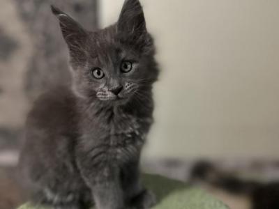 Glimmer - Maine Coon - Gallery Photo #1