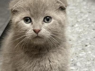 Tilda Scottish Fold X Seal Point Siamese - Scottish Fold - Gallery Photo #1