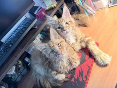 Milana - Maine Coon - Gallery Photo #1
