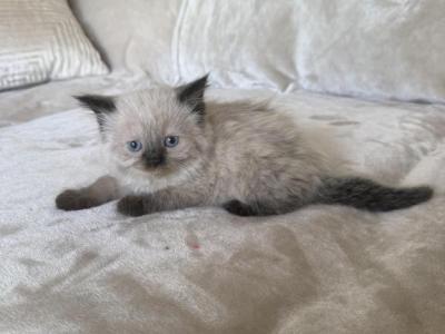 Lily - Ragdoll - Gallery Photo #1
