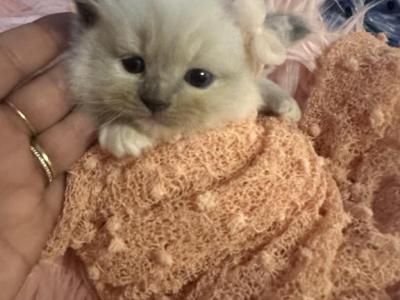 Purebred Female Blue Point Ragdoll Kitten - Ragdoll - Gallery Photo #1
