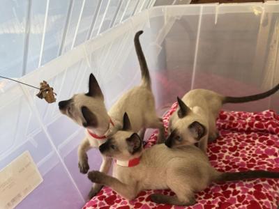 SIAMESE - Siamese - Gallery Photo #1