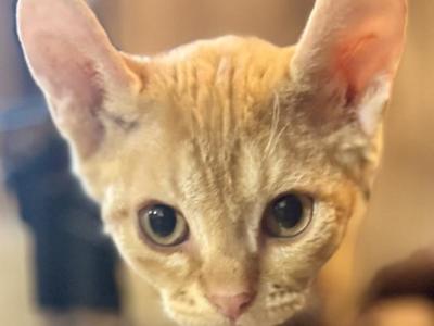 Nika  Dwelf - Devon Rex - Gallery Photo #1