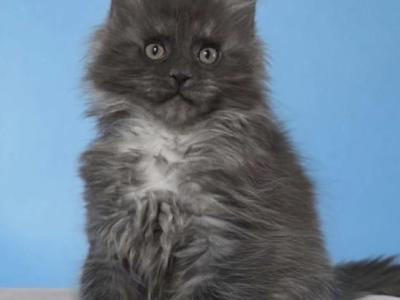 Maine Coon Kittens - Maine Coon - Gallery Photo #1