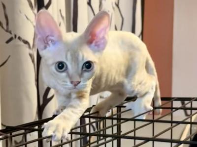 Puppet - Devon Rex - Gallery Photo #1