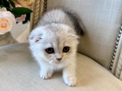 Scottish Fold Silver Chinchilla Female - Scottish Fold - Gallery Photo #1