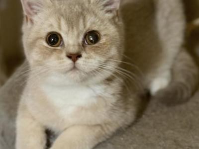 Sashimi - British Shorthair - Gallery Photo #1