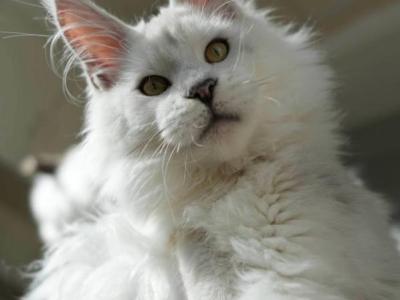 Snuggles - Maine Coon - Gallery Photo #1