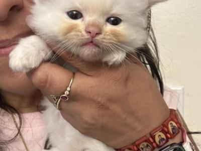 Stunning Purebred Male Flame Point Ragdoll Kitten - Ragdoll - Gallery Photo #1