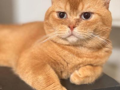 Marmalade - British Shorthair - Gallery Photo #1
