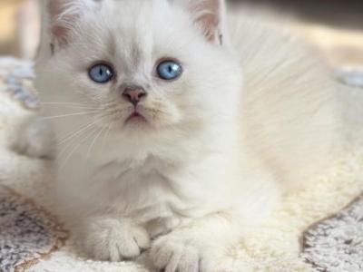 British Shorthair & Longhair Kittens - British Shorthair - Gallery Photo #1