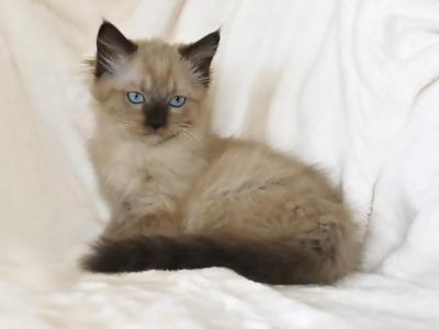 Frenchy's Litter - Ragdoll - Gallery Photo #1