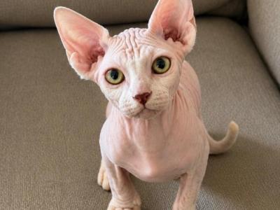 Wall E - Devon Rex - Gallery Photo #1