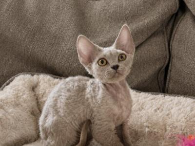 Merlin - Devon Rex - Gallery Photo #1
