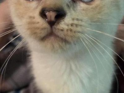 Gabby - Scottish Fold - Gallery Photo #1