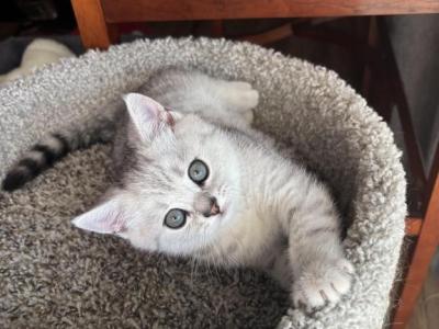 Petras - Scottish Fold - Gallery Photo #1