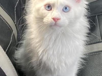 Muffles - Maine Coon - Gallery Photo #1