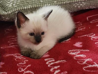 Siamese Female - Siamese - Gallery Photo #1