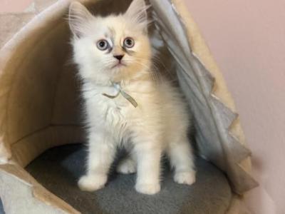 Bella - Ragamuffin - Gallery Photo #1