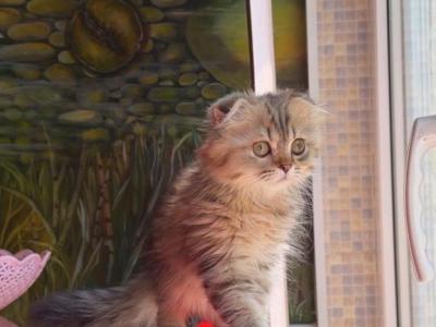 Scottish Fold Kittens - Scottish Fold - Gallery Photo #1