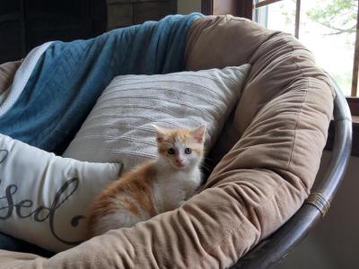 Fluffy - American Shorthair - Gallery Photo #1