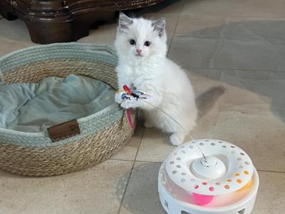 Prince Charming - Ragdoll - Gallery Photo #1