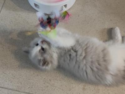 Gaston - Ragdoll - Gallery Photo #1