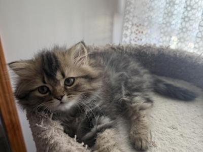 Johnny - Persian - Gallery Photo #1