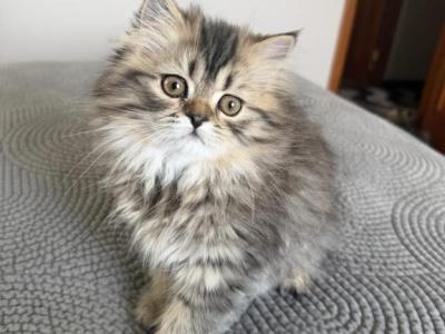 Daisy - Persian - Gallery Photo #1