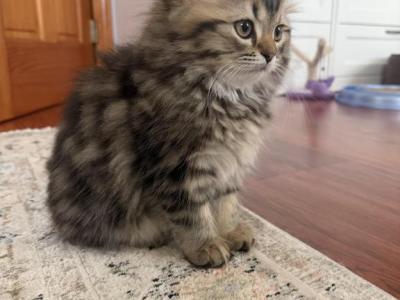 MICA - Persian - Gallery Photo #1