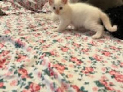 No Name - Siamese - Gallery Photo #1