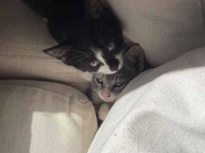 Hugo And Léa - American Shorthair - Gallery Photo #1