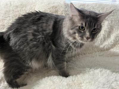 BACARI BLUE MAINE COON ADULT MALE - Maine Coon - Gallery Photo #1