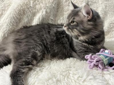 BACARI BLUE MAINE COON ADULT MALE - Maine Coon - Gallery Photo #1
