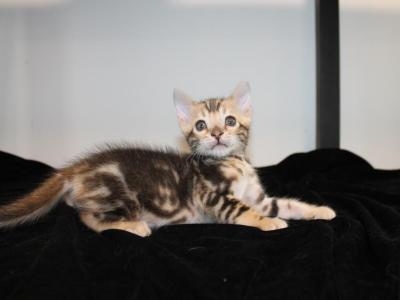 Kody - Bengal - Gallery Photo #1