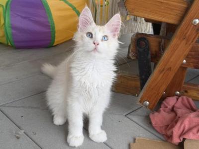Klause - Maine Coon - Gallery Photo #1