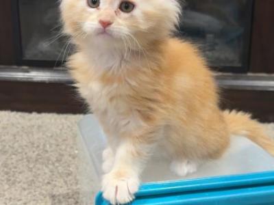 Three Maine Coon Sisters - Maine Coon - Gallery Photo #1