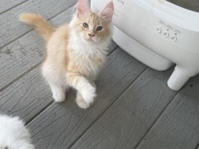 Elija - Maine Coon - Gallery Photo #1