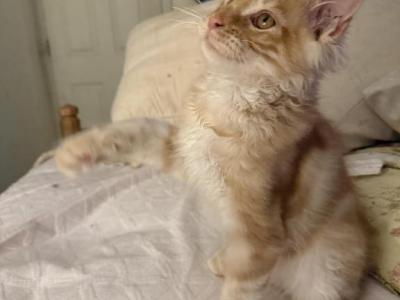 Phoenix - Maine Coon - Gallery Photo #1