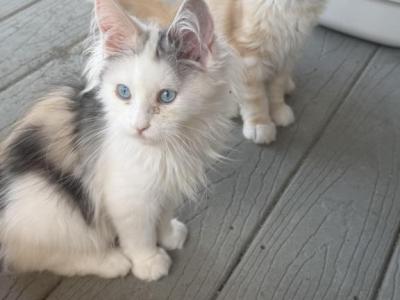 Freya Reserved - Maine Coon - Gallery Photo #1