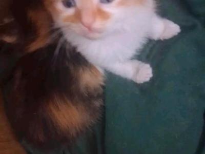 Tabby Cats - Domestic - Gallery Photo #1