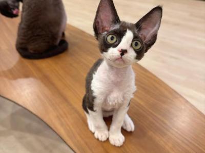Blk N White Boy - Devon Rex - Gallery Photo #1