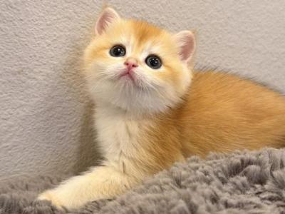 Honey - British Shorthair - Gallery Photo #1